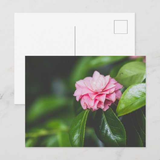 ツバキ ポストカード (正面/裏面)