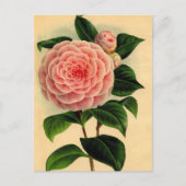 ツバキ ポストカード (正面)