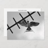 ツバメと羽ばたき葉書 ポストカード (正面/裏面)