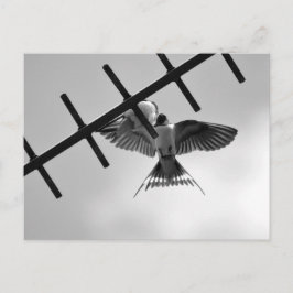 ツバメと羽ばたき葉書 ポストカード