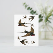 ツバメの群れのヴィンテージ ポストカード (スタンド正面)