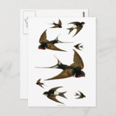 ツバメの群れのヴィンテージ ポストカード (正面/裏面)