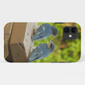 ツバメの雛の自然写真 Case-Mate iPhoneケース (裏面(横))