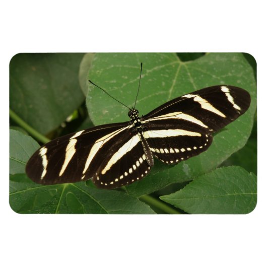 ツマミの長いマグネット マグネット (横)