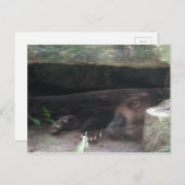 ツメが見える二重露出の狼の休息 ポストカード (正面/裏面)