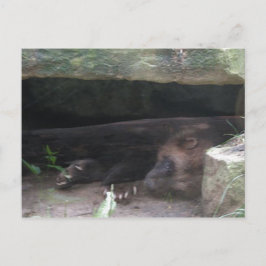 ツメが見える二重露出の狼の休息 ポストカード