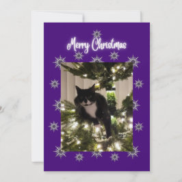 ツヤのある黒猫がクリスマスツリーに登ったカード。 シーズンカード