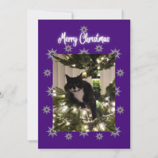 ツヤのある黒猫がクリスマスツリーに登ったカード。 シーズンカード