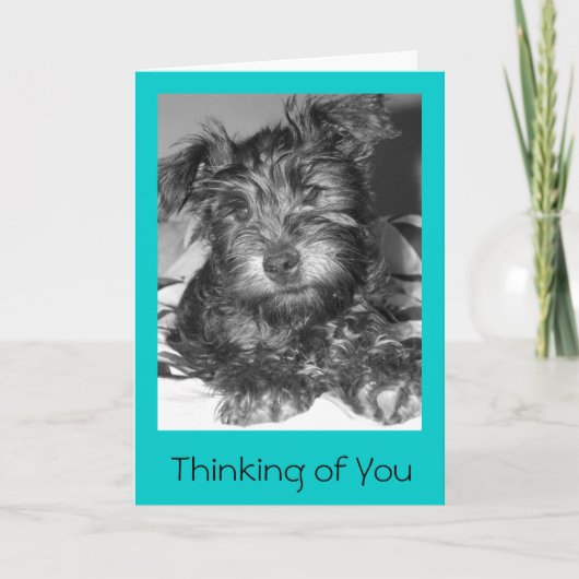 ツリオ カード (正面)