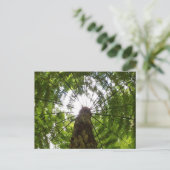 ツリシダ ポストカード (スタンド正面)