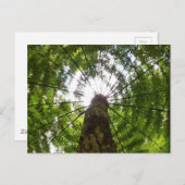 ツリシダ ポストカード (正面/裏面)