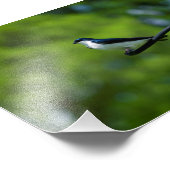 ツリツバメ フォトプリント            (角)