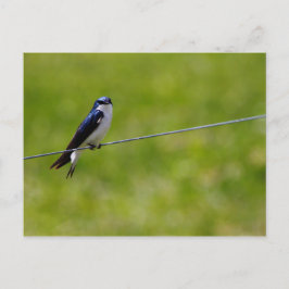 ツリツバメ(Tacycineta bicolor) ポストカード