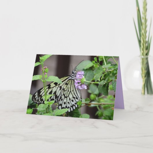 ツリニンフ カード (正面)