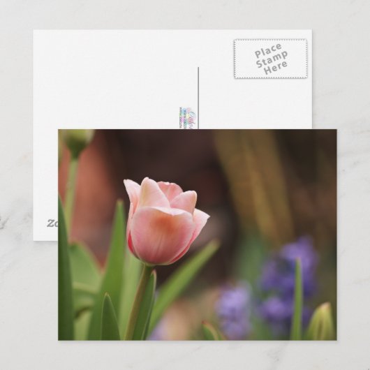 ツリパ ポストカード (正面/裏面)