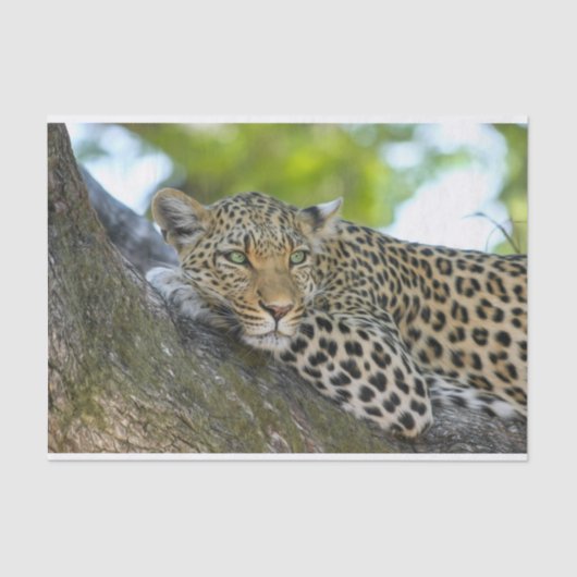 ツリヒョウティッシュペーパー 薄葉紙 (正面)