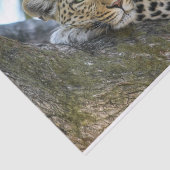 ツリヒョウティッシュペーパー 薄葉紙 (詳細)