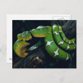 ツリヘビ ポストカード (正面/裏面)