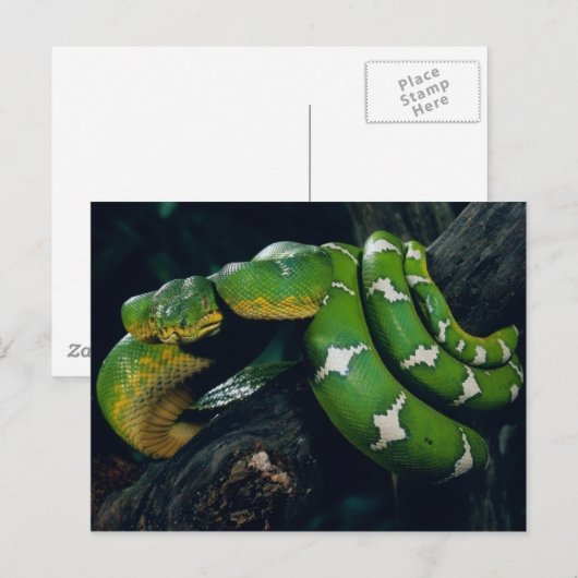 ツリヘビ ポストカード (正面/裏面)