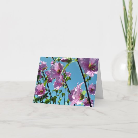 ツリマロウ(Lavatera arborea) カード (正面)