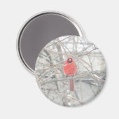 ツリーかわいらしマグネットの赤い（鳥）ショウジョウコウカンチョウ マグネット (正面/裏面)