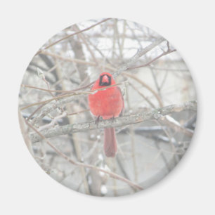ツリーかわいらしマグネットの赤い(鳥)ショウジョウコウカンチョウ マグネット