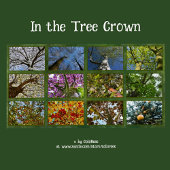 ツリーのクラウン写真 –  カレンダー