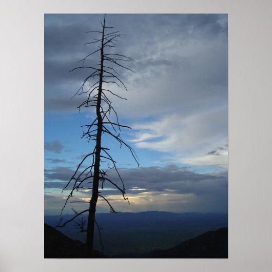 ツリーのシルエット ポスター (正面)