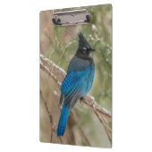 ツリーの中のステラーのカケバドリ クリップボード (左)