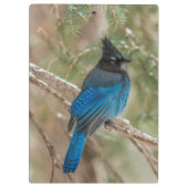 ツリーの中のステラーのカケバドリ クリップボード (裏面)