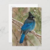 ツリーの中のステラーのカケバドリ ポストカード (正面/裏面)