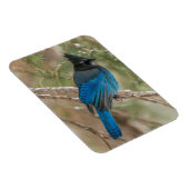 ツリーの中のステラーのカケバドリ マグネット (右側)