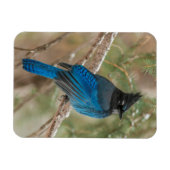 ツリーの中のステラーのカケバドリ マグネット (横)