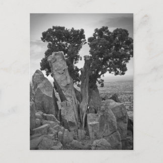 ツリーの分割 ポストカード