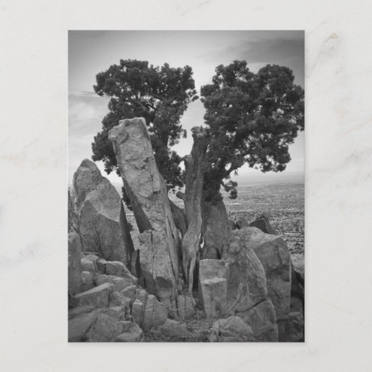 ツリーの分割 ポストカード (正面)