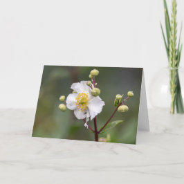 ツリーアネモン カード