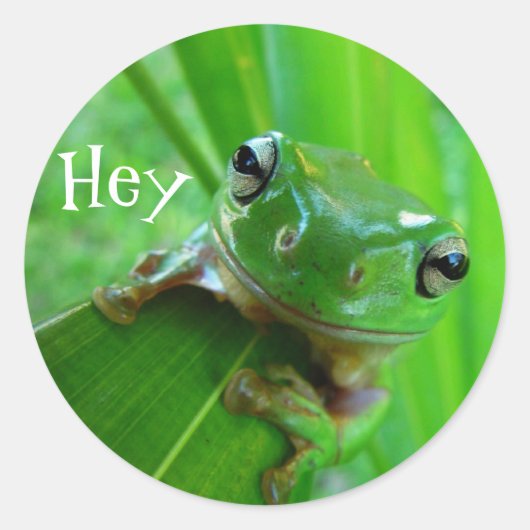 ツリーカエルのシール ラウンドシール (正面)