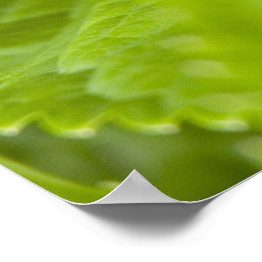 ツリーカエルのポスター ポスター (角)