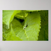 ツリーカエルのポスター ポスター (正面)