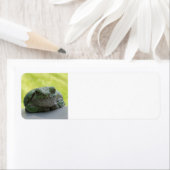 ツリーカエル住所 シール (インサイチュ)