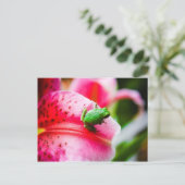 ツリーカエル葉書 ポストカード (スタンド正面)