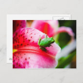 ツリーカエル葉書 ポストカード (正面/裏面)