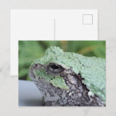 ツリーカエル葉書 ポストカード (正面/裏面)