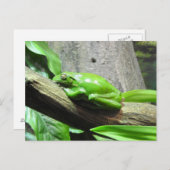 ツリーカエル葉書 ポストカード (正面/裏面)