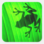 ツリーカエル スクエアシール (正面)