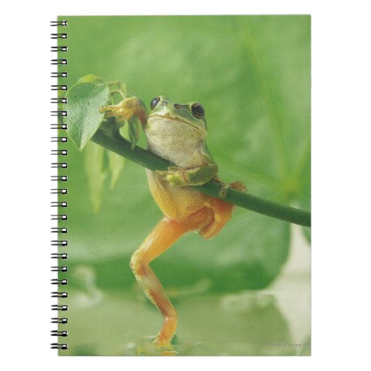 ツリーカエル ノートブック (正面)