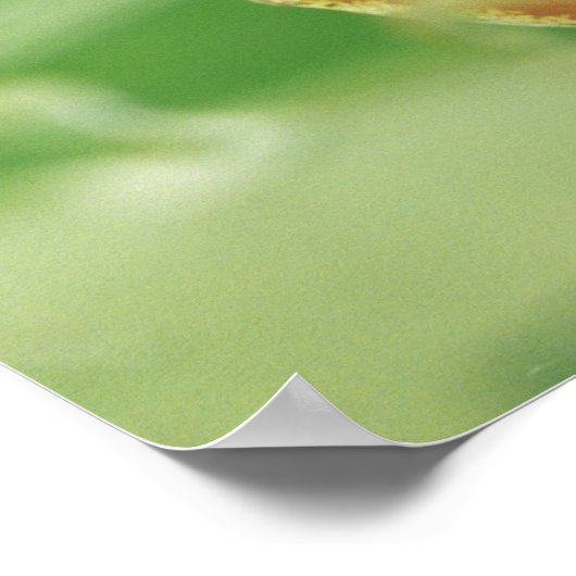 ツリーカエル ポスター (角)