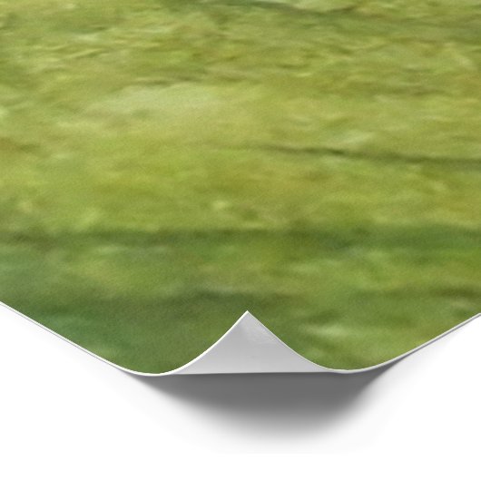 ツリーカエル ポスター (角)