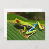 ツリーカエル ポストカード (正面/裏面)