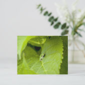 ツリーカエル ポストカード (スタンド正面)